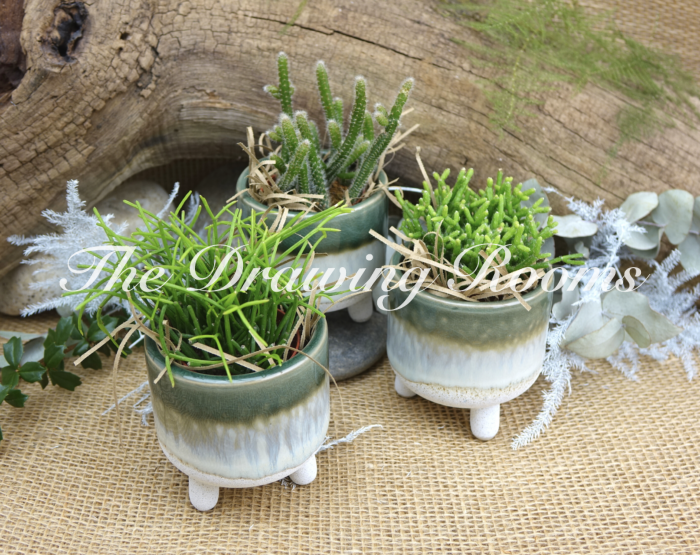 Plants - Trees Image